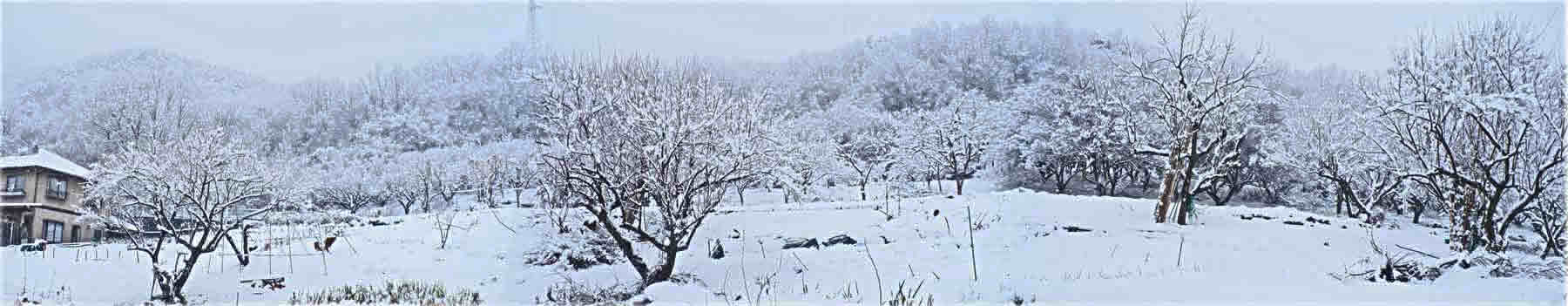 雪、裏畑　パノラマ