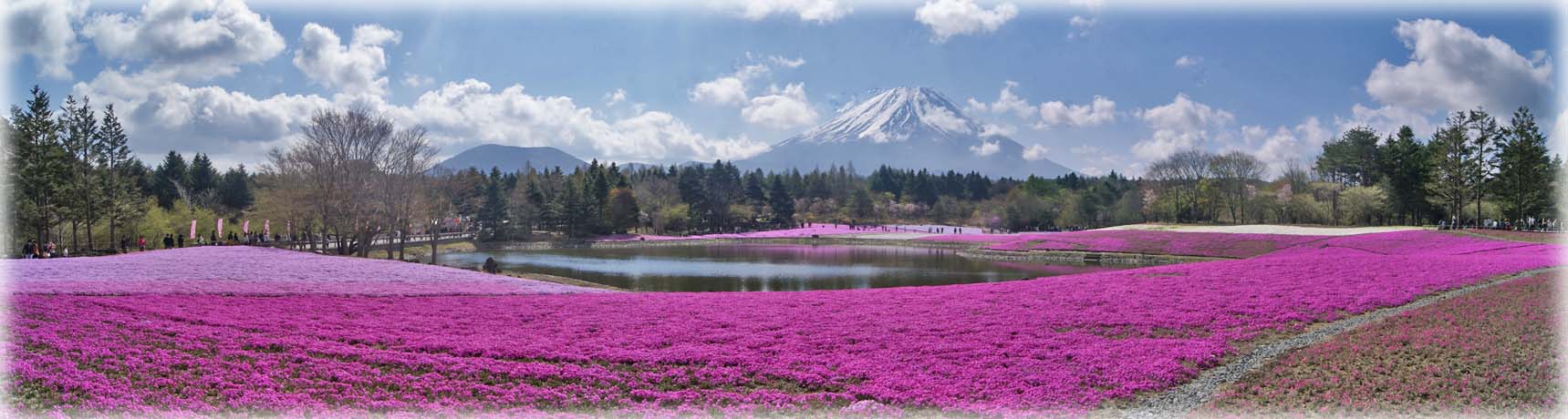 富士、芝桜パノラマ